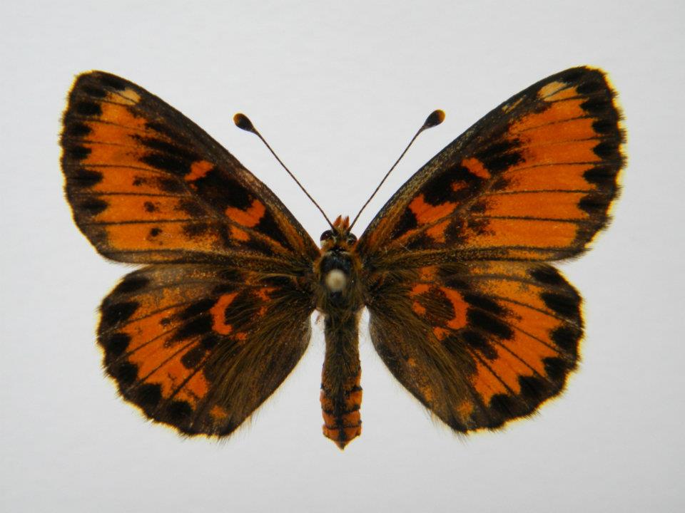 Melitaea trivia abb 6 (Internet Image property of respective owner, non-commercial use only)